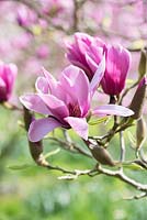 Magnolia 'Caerhays surprise' 
