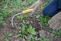 Kneeling down to use a hand weeding tool to lift out small,
 annual weeds including sow thistle, groundsel, dandelion, cranesbill
