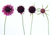 Scabiosa atropurpurea  'Beaujolais Bonnets' - Pincushion flower 'Beaujolais Bonnets' Flower and buds  