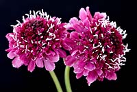 Scabiosa atropurpurea 'Beaujolais Bonnets' - Pincushion flower 'Beaujolais Bonnets'
