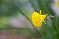 Narcissus bulbocodium subsp. bulbocodium var. bulbocodium x 'Jessamy' - Hoop-petticoat Daffodil 