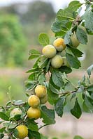 Prunus insititia - white damson - fruits hanging from branch
 