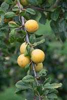 Prunus insititia - white damson - fruits hanging from branch
