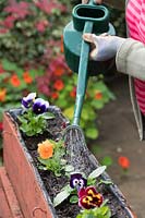 Watering Viola x wittrockiana - Panola pansies - in a narrow window box using a watering can fitted with a rose
