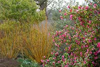 Camellia Ã— williamsii 'Saint Ewe' - Camellia 'Saint Ewe' in flowerbed. 