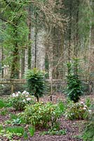 Rhododendron 'Christmas Cheer' and Mahonia x media 'Winter Sun' in woodland area. 