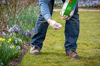 Man feeding a lawn with granular lawn feed fertiliser in spring. 