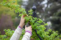 Woman pruning the tips of raspberry canes.