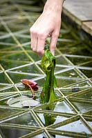 Person removing pondweed from a pond.