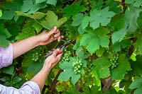 Pruning foliage around Vitis vinifera - grapevine to let in light and encourage grapes to ripen