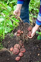 Harvesting maincrop potatoes