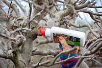 Using wound seal on the fresh cuts of a pruned fruit tree to prevent infection