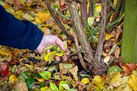 Removing old fallen rose leaves from around the base of the plant to prevent disease