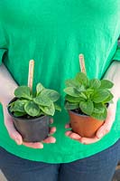 Woman holding two potted summer bedding Petunia plants, left handside plant has had the top shoots pinched to encourage bushy growth 