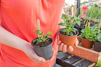 Person holding two potted summer bedding Fuchsia plants, left hand side plant has had the top shoots pinched to encourage bushy growth 