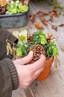 Woman adding pine cone to floral decoration in terracotta pot, with Euphorbia flowers, dried hydrangea and birch catkins. 