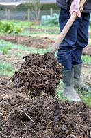 Spreading manure on vegetable plot with fork