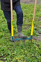 Digging White Mustard as green manure with broadfork into the soil of a vegetable bed