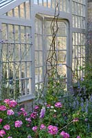 Inside a Lean-to greenhouse. Rosa 'Greetings',  Lathyrus - Sweet Peas and Nepeta grandiflora 'Summer Magic'