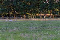 Sheep in park land at dusk with fencing and trees beyond