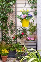 Bright plastic hanging pot planted with Hedera - Ivy, Narcissus 'Tete a Tete' - Dwarf Daffodils and mixed Primula - Primroses surrounded by other Spring flowering containers