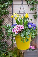 Bright plastic hanging pot planted with Hedera - Ivy, Narcissus 'Tete a Tete' - Dwarf Daffodils and mixed Primula - Primroses