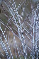 Rubus thibetanus - Ghost Bramble
