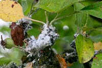 Woolly aphid infestation on an apple tree. 