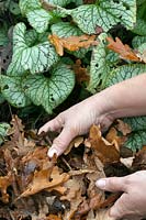 Clearing fallen leaves from around a Brunnera macrophylla 'Jack Frost'. 