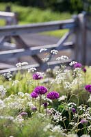 Late spring border with Allium hollandicum 'Purple Sensation' and Anthriscus sylvestris 'Ravenswing' - Cow parsley. 