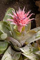 Aechmea fasciata syn Bilbergia fasciata  - urn plant
