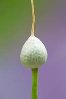 Allium cepa - onion - flower bud