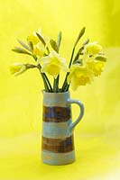 Narcissus 'Grand Soleil  d'or' in jug against yellow background. 