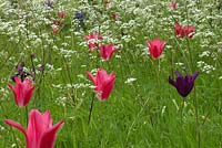 Tulipa 'Mariette' and Tulipa 'Burgandy' with Anthiscus sylvestris - Cow Parsley. 