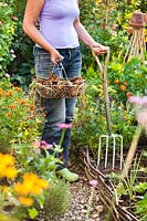 Harvested onions carried in wire trug, woman standing by raised beds with diffing fork