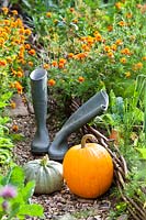 Harvested pumpkins and boots on path next to raised beds planted with a mixture of vegetables and flowers such as Tagetes patula - French marigolds