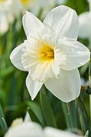 Narcissus Ice Follies daffodils 