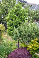View of trees in garden, including Acer shirasawanum 'Aureum' - Golden Shirasawa maple, Acer palmatum 'Dissectum' - Japanese maple 'Dissectum', Laurus nobilis - Bay laurel and a fruiting Pyrus - Pear. 