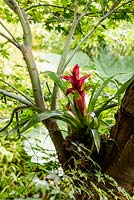 Bromeliad tucked between the branch and trunk of an acer tree to give an exotic feel at the Jungle Garden in suburban Leeds 