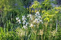 White and green mixed border with flowering white Iris and Filipendula ulmaria - Meadowsweet.
