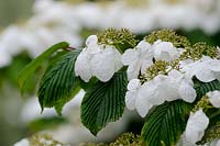Viburnum plicatum f. tomentosum 'Mariesii' - Japanese Snowball 'Mariesii'