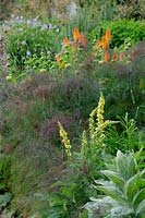 Mixed perennial flowerbed, with Verbascum, Foeniculum vulgare 'Purpureum' - Bronze Fennel and Kniphofia - Red Hot Poker 