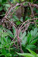 Close up of woven twig plant support for Paeonia - Peony 