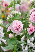 Alcea rosea 'Apple blossom' -  Hollyhock 'Apple Blossom' 