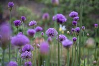 Allium hollandicum 'Purple Sensation' - Dutch Garlic 'Purple Sensation'