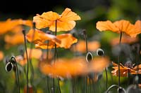 Eschscholzia californica - California Poppy
