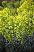 Euphorbia characias var wulfenii - Mediterranean Spurge