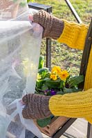Woman using horicultural fleece to cover plants in greenhouse.
