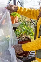 Woman using horicultural fleece to cover plants in greenhouse.
