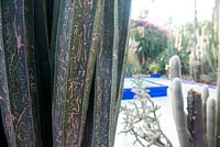 Cactus scarred with vandalism by visitors. Marrakech Morocco Jardin Majorelle Gardens. 